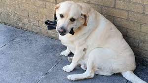 This is the price you can expect to pay for the labrador retriever breed without breeding rights. Labrador Dog Recovering After Eating Its Lead Bbc News