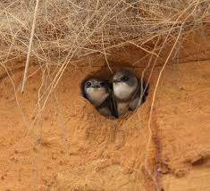 Es gibt leider keine übungen für dich. Gluckwunsch Zur Neuen Wohnung Foto Bild Natur Tiere Vogel Bilder Auf Fotocommunity
