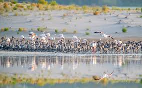 Mar 31, 2021 · overview of wetland components. Al Wathba Wetland Reserve In Abu Dhabi Has Reopened To The Public News Attractions Time Out Abu Dhabi