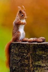 The Girl Loves Squirrels Optimistic Amp Hyperborean Data Political Evaluation Amp Normal Tradition Analysis Gene In 2020 Animals Animals Beautiful Nature Animals