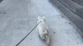 Filmed on tuesday 13th february 2018. Newsflare Life Hack Breaking Off Security Tag With Two Forks