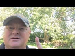 Recovery From Emerald Ash Borer Damage in Ash Trees