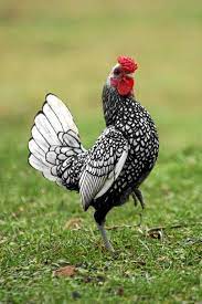 sebright chicken wikipedia the free encyclopedia chicken breeds bantam chickens chickens