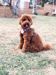 In general, goldendoodle puppies shed their puppy fur between six months old and ten months old. Home Copper Oaks Goldendoodles