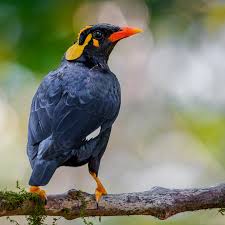 Image result for Dignathia gracilis