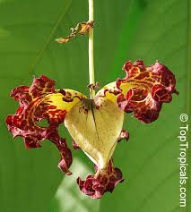 Image result for Monodora minor