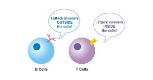 Image result for T-Lymphocyte