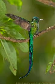 Black Bird With Two Long Tail Feathers 17 Strange And Beautiful Hummingbird Species Pet Birds Beautiful Birds Colorful Birds