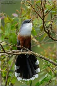August Bird Of The Month Vote For The Best Photo Of The Month August 2018 Pet Birds Birds Rare Birds