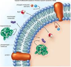 Cell Membrane Structure And Function Flashcards Quizlet