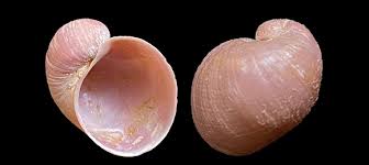 Image result for Premna velutina