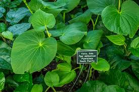 Image result for Kava