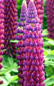 Top 10 Best Flowers For A Rainbow Garden Rainbow Garden Lupine Flowers Amazing Flowers