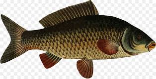 Gambar vector free vectors download 4vector goldfish 4. Ikan Mas Koi Ikan Air Tawar Gambar Png