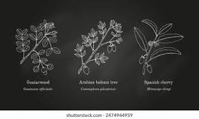 Image result for Mimusops obtusifolia