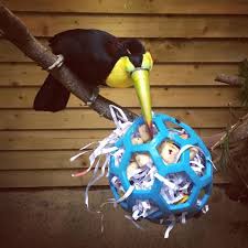 22 Likes 2 Comments Sam Cooling Sam Cooling1997 On Instagram Mmm Yummy Enrichment Toucan Sulph Enrichment Projects Animal Rescue Ideas Parrot Toys
