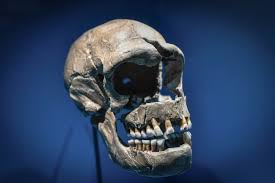 Перевод слова neanderthal, американское и британское произношение, транскрипция, примеры использования. Dna From Neanderthals Can Make Covid More Severe