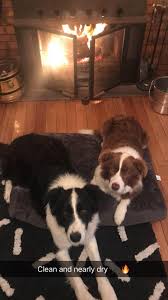 Check spelling or type a new query. Borderbelle Bordercollies Home Facebook