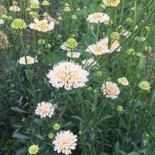 Scabiosa Fata Morgana In 2020 Floral Arrangements Fata Morgana Bloom