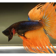 Pin By Minnie Lucas On Betta Betta Betta Fish Fish