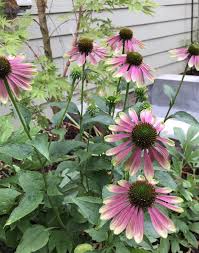Pin On Garden Plants I Own