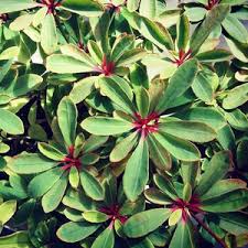 Image result for Euphorbia zambesiana
