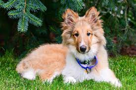 Rough Collie Puppies Everything A New Owner Should Know