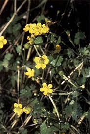 Image result for Ranunculus multifidus