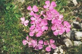 Image result for Dianthus micropetalus