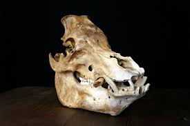 Real Pig Skull Real Animal Skull Cruelty Free Skulls Creepy Oddities Gothic Macabre Decor Creepy Art Supplies Real Pig S Head Pig Skull Animal Skulls Macabre Decor