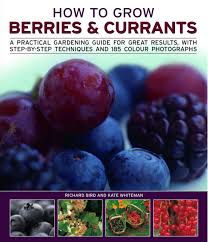 Ornamental as well as practical, currants are an excellent choice for home gardens in northern states. How To Grow Berries Currants Bird Richard Whiteman Kate 9781844769445 Amazon Com Books