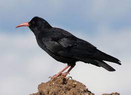 Check spelling or type a new query. Red Billed Chough Wikipedia