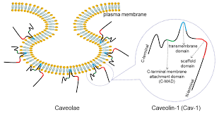 Check spelling or type a new query. Cancers Free Full Text Multifaceted Roles Of Caveolin 1 In Lung Cancer A New Investigation Focused On Tumor Occurrence Development And Therapy Html