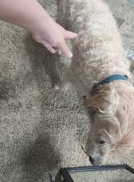 LOST PETS OF METAIRIE AND KENNER