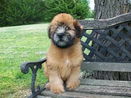 Planned leonberger puppies on occassion. Barnard Kansas Soft Coated Wheatens Terriers Thunder Ridge