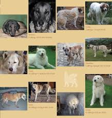 Wer ein herz für herdenschutzhunde hat und in keinen verein eintreten will, kann auch mit einem kleinen betrag helfen. Hilfe Fur Herdenschutzhunde E V Home Facebook