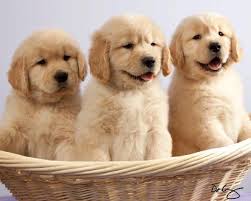 Choosing a golden retriever breeder & puppy. Sun Golden Kennel Golden Retriever Breeder In Edgerton Wisconsin