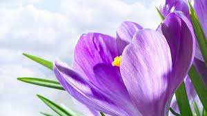 Huge collection, amazing choice, 100+ million high quality, affordable rf and rm images. Free Photo Lavender Colored Flower Bloom Flora Flower Free Download Jooinn