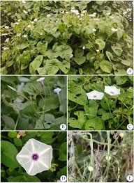 Image result for Ipomoea tenuipes