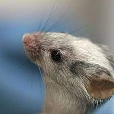Laboratory Mouse Wikipedia
