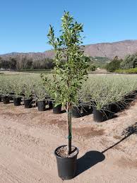 Image result for Prunus