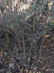 Image result for Dovyalis hispidula