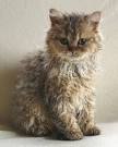 - Poodle Kittens & Cats For Sale & Adoption ...