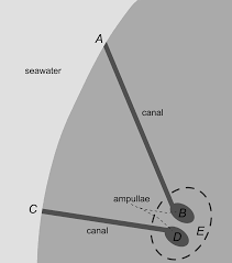 In 1678, stefano lorenzini first described a network of organs of unknown function in the torpedo ray—the ampullae of lorenzini (aol). From Morphology To Neural Information The Electric Sense Of The Skate