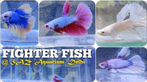Aquariums Betta Fish Fighter Fish Section Of Saz Aquarium Pet Store New Delhi In 2020 Betta Fish Pet Store Tropical Freshwater Fish