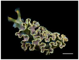 Image result for Isoglossa membranacea