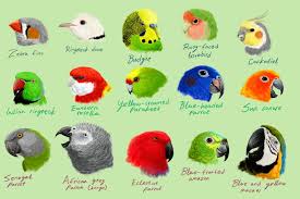 10 jenis fauna di malaysia yang perlu diketahui beserta gambarnya 1. Petshop In Malaysia Community Facebook