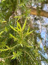 Image result for Melaleuca bracteata