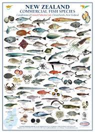 pin by ladybugout on munsturgerd fish chart sea fish marine fish