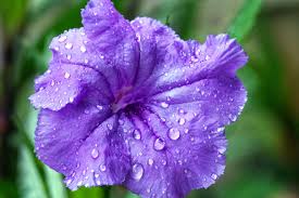 How To Grow And Care For Mexican Petunias Purple Showers Desert Plants Petunia Plant Desert Garden